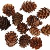 Denneappels 20 30 Mm 12 Stuks