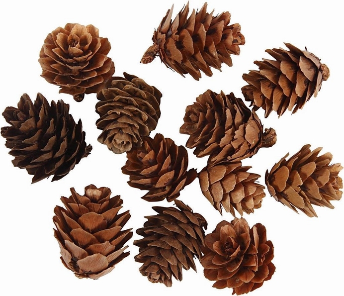 Denneappels 20 30 Mm 12 Stuks