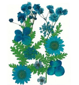Droogbloemen Blauw Vacuumverpakt