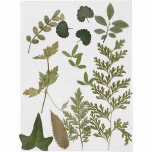 Gedroogde Bloemen En Bladeren, Bladeren 19 Stuks